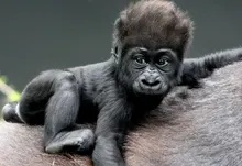 animals gorillas baby animals 1920x1200 wallpaper Art HD Wallpaper